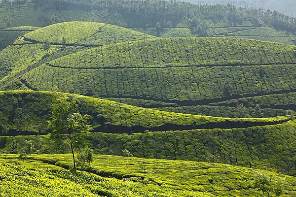 Tea plantations. Munnar