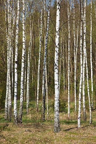 Birch grove in spring