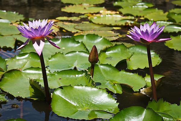 Purple lotuses in water