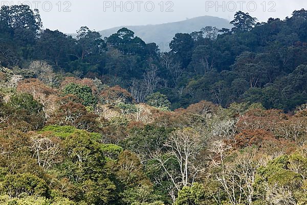 Trees in Periyar Wildlife Sanctuary. Kerala