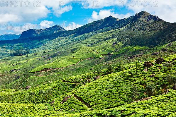 Tea plantations. Munnar