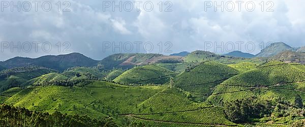 Panorama of tea plantations. Munnar