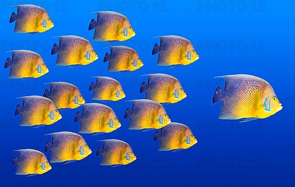 Big fish leading others