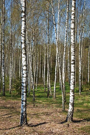 Birch grove in spring