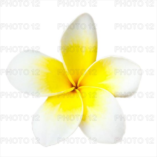 White tropical flower frangipani closeup isolated on white background