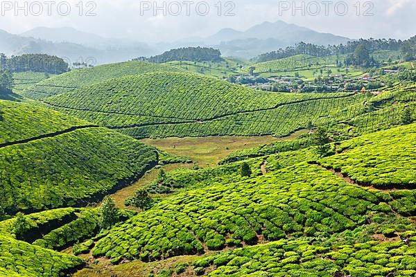 Tea plantations. Munnar