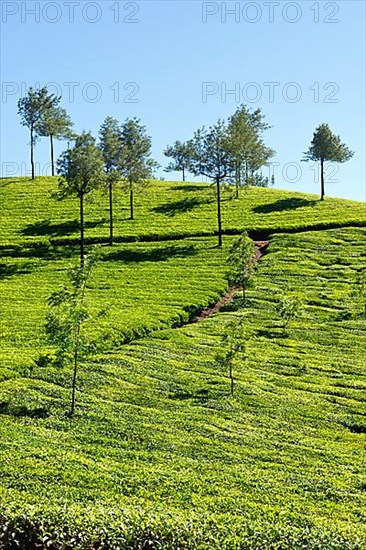 Tea plantations. Munnar