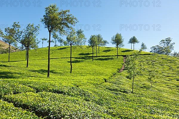 Tea plantations. Munnar