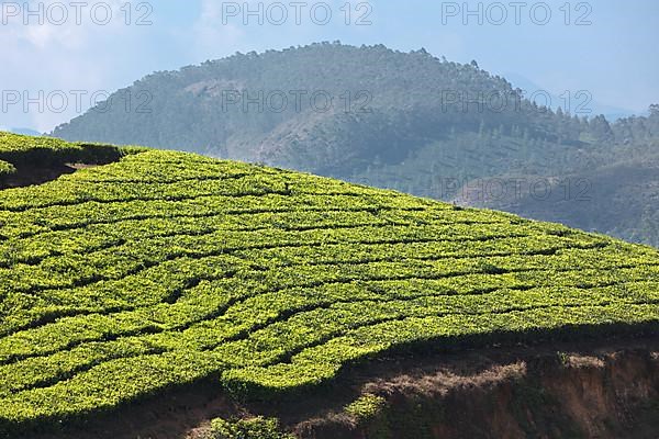 Tea plantations. Munnar