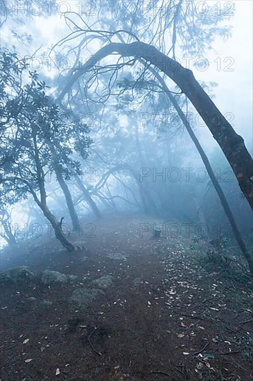 Misty scary forest in thick fog