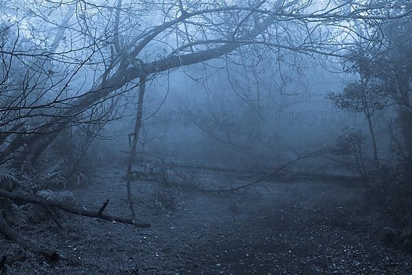 Tropical forest in thick fog