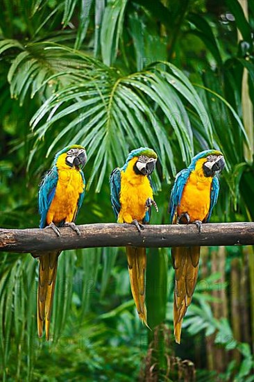 Blue-and-Yellow Macaw