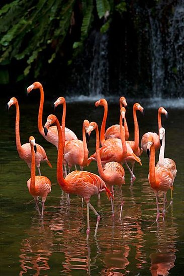 American Flamingo