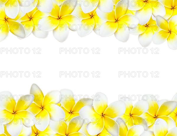 Frangipani background with copyspace