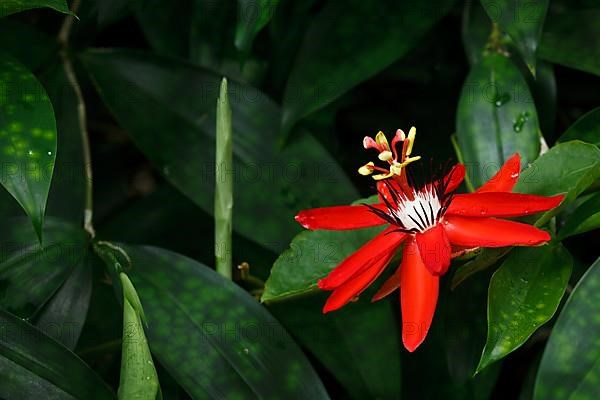 Red Passion Flower