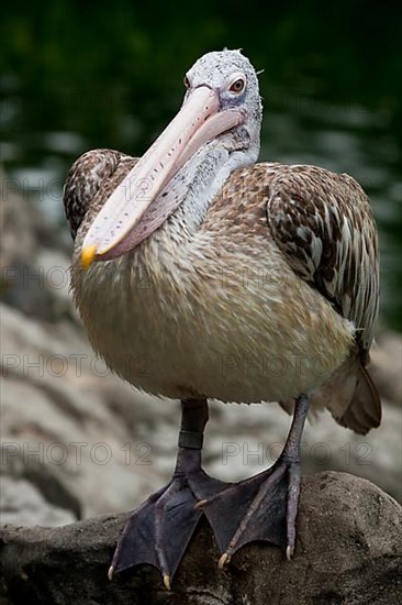 Spot-billed Pelican