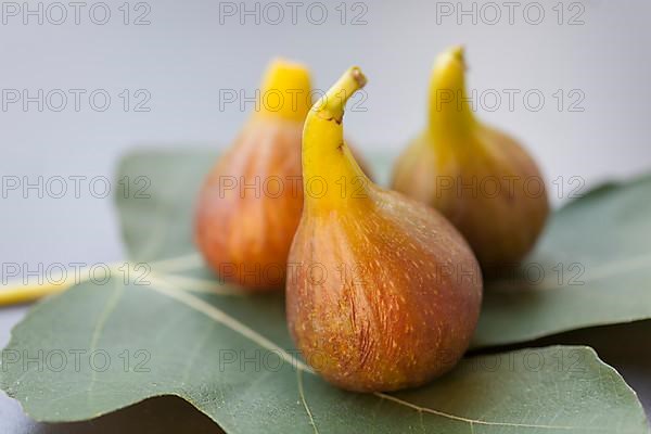 Ripe figs on fig leaf