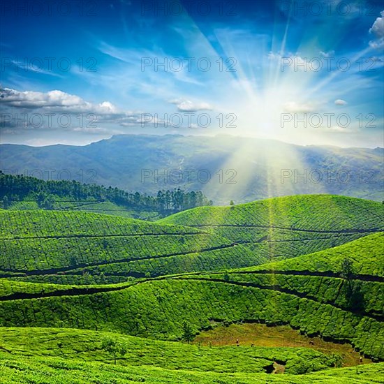 Tea plantations. Munnar