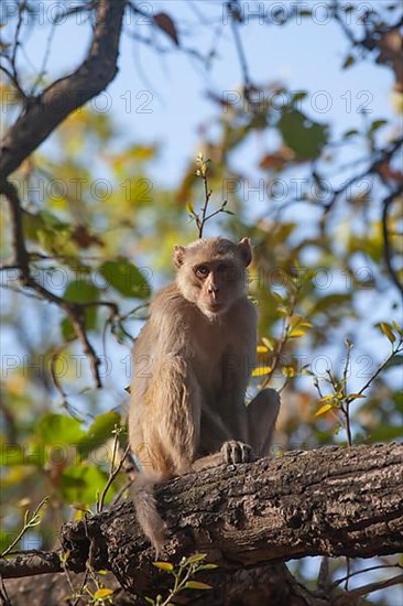 Rhesus macaque