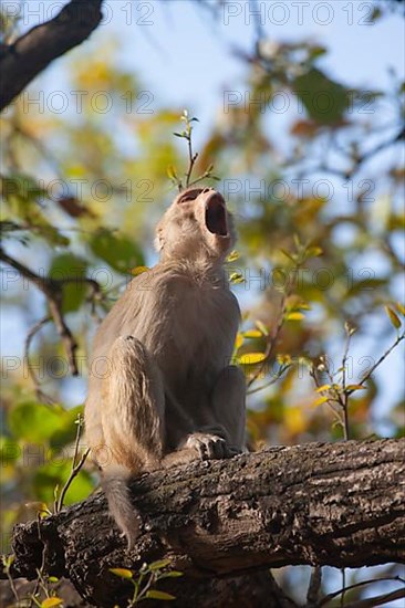 Rhesus macaque