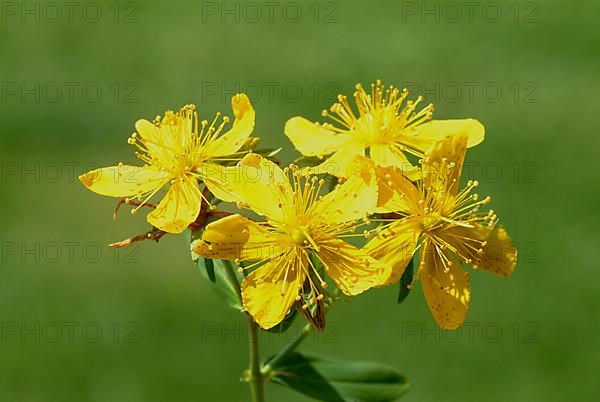 St. John's wort