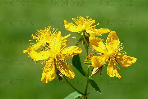 St. John's wort