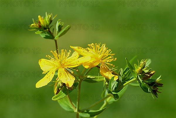 St. John's wort