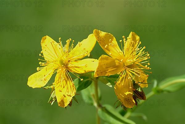 St. John's wort