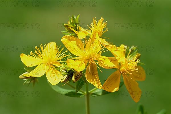 St. John's wort