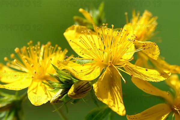 St. John's wort