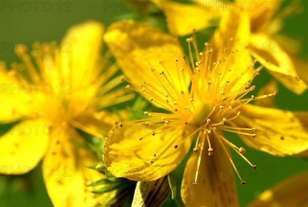 St. John's wort