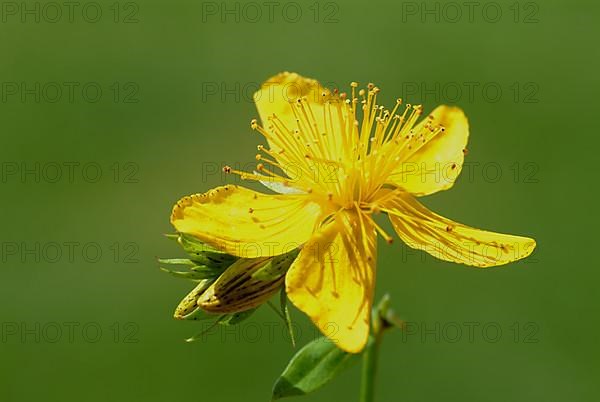 St. John's wort