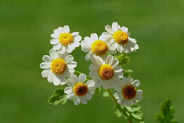 Feverfew