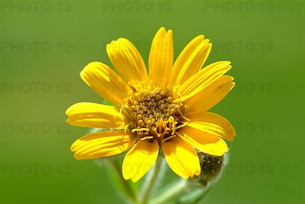 Arnica