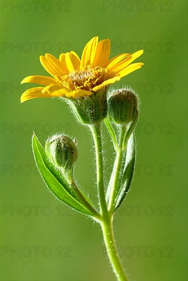 Arnica