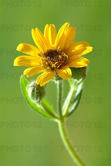 Arnica