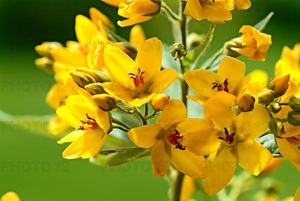 Yellow loosestrife