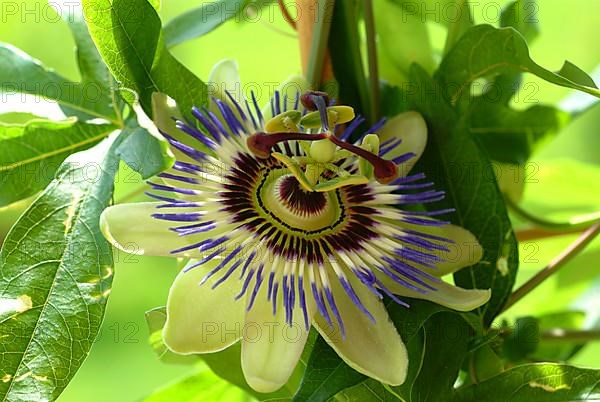 Passiflora incarnata