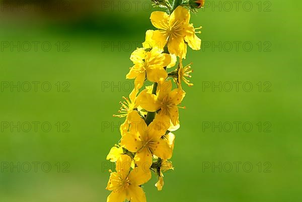 Common agrimony