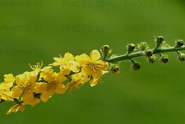 Common agrimony