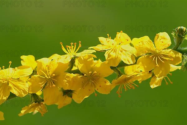 Common agrimony