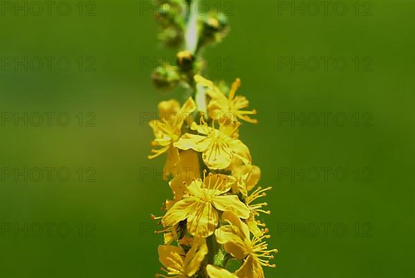 Common agrimony