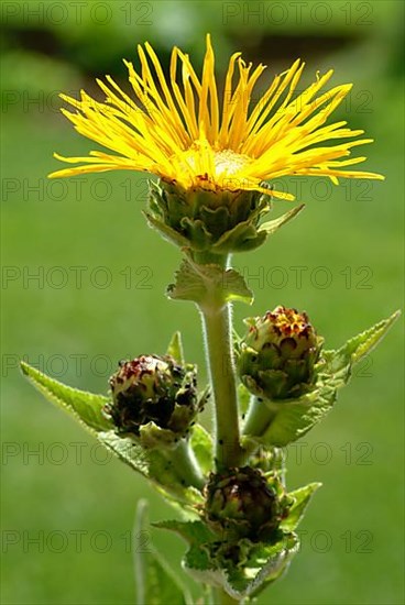 Elecampane