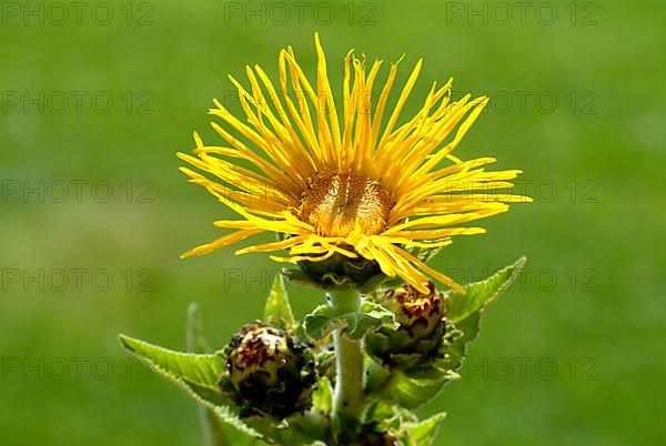 Elecampane