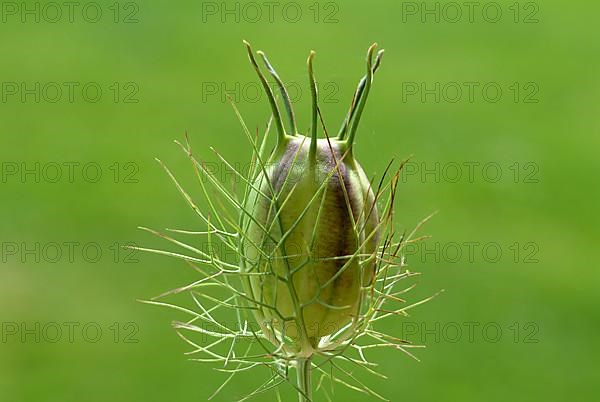 Black cumin