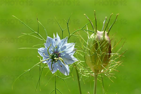 Black cumin