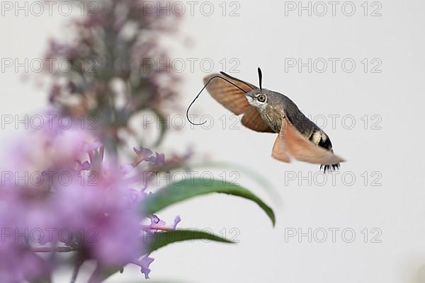 Hummingbird hawk-moth