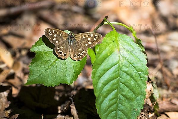 Speckled wood