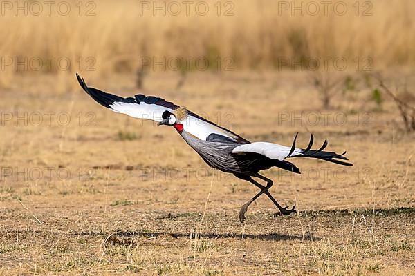 Black crowned crane