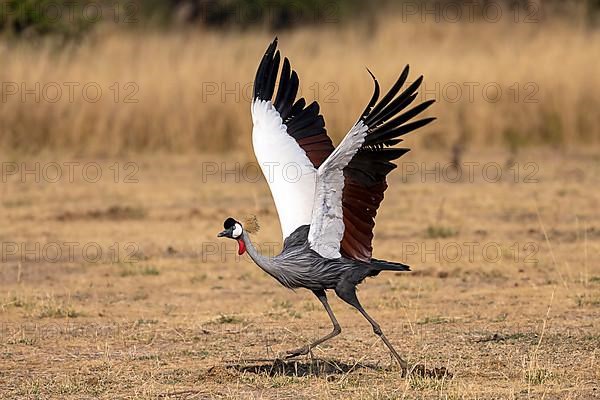 Black crowned crane